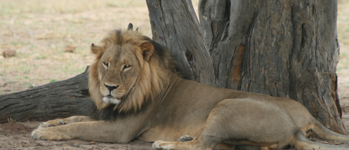 Verneys Lion March Sightings Report