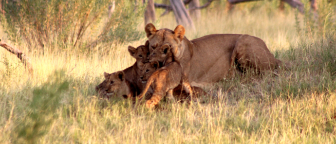 Machaba Okavango Delta Kiri Camp Sightings March 2024 Lioness And Cubs Machaba Okavango Delta Kiri Camp Sightings March 2024 Lioness And Cubs
