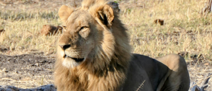 Machaba Verneys Camp Wildlife Sightings August 2025 Male Lion Watching Over Savannah Machaba Verneys Camp Wildlife Sightings August 2025 Male Lion Watching Over Savannah