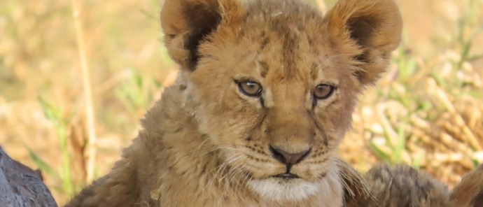 Machaba Kiri Camp Wildlife Sightings August 2025 Lion Cub Machaba Kiri Camp Wildlife Sightings August 2025 Lion Cub