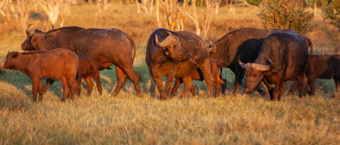 Machaba Gomoti Plains Camp Wildlife Sightings August 2025 Buffalos Grazing Machaba Gomoti Plains Camp Wildlife Sightings August 2025 Buffalos Grazing