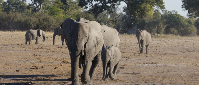 An elephant and her calf are spotted on a Okavango Delta safari