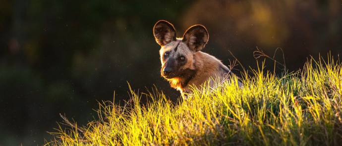 Machaba Camp Wildlife Sightings August 2026 African Wild Dog On The Plains