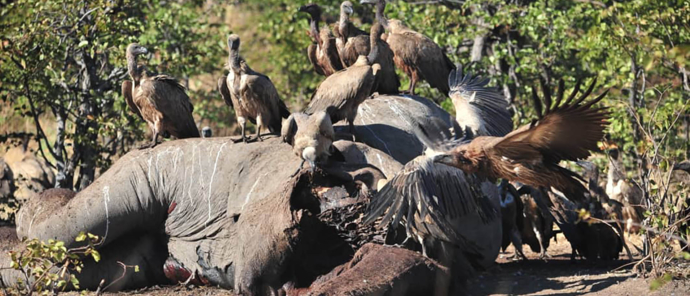 Zimbabwe Hwange Deteema Springs Sightings June 2021 Vulutre Frenzy Zimbabwe Hwange Deteema Springs Sightings June 2021 Vulutre Frenzy