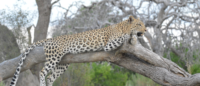 Machaba Okavango Delta Kiri Camp Sightings March 2024 Leopard Lazing On Branch Machaba Okavango Delta Kiri Camp Sightings March 2024 Leopard Lazing On Branch