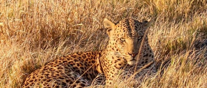 Leopard At Kiri Camp.jpg Leopard At Kiri Camp.jpg