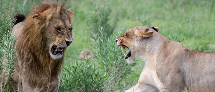 Machaba Deteema Springs Camp Wildlife Sightings May 2025 Male Lion Trying To Mate With A Lioness Machaba Deteema Springs Camp Wildlife Sightings May 2025 Male Lion Trying To Mate With A Lioness