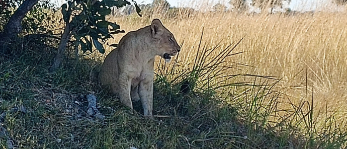 Machaba Monachira Camp Wildlife Sightings July 2025 Lioness Under Thicket Machaba Monachira Camp Wildlife Sightings July 2025 Lioness Under Thicket