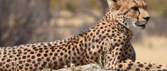 Machaba Verneys Camp Wildlife Sightings August 2025 Cheetah Tracked On Safari Machaba Verneys Camp Wildlife Sightings August 2025 Cheetah Tracked On Safari