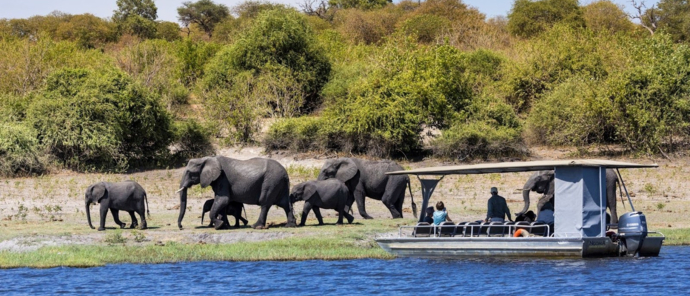 Machaba Chobe National Park Viewing Elephants From Boat Safari Machaba Chobe National Park Viewing Elephants From Boat Safari