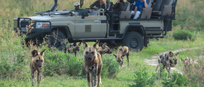 Machaba Kiri Camp Wildlife Stories November 2025 Wild Dogs