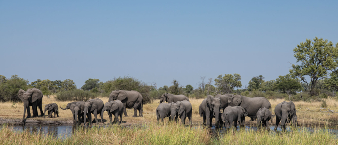 A herd of elephants moves through the Okavango Delta