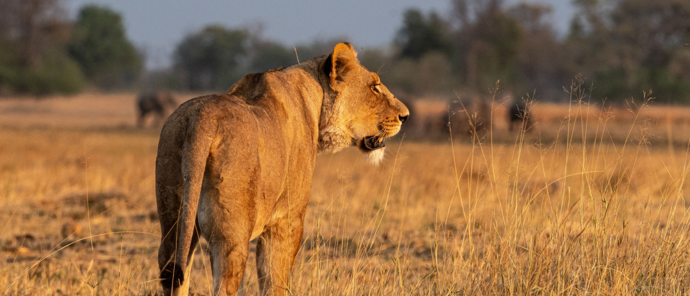 Machaba Kiri Camp Wildlife Sightings March 2026 Lioness In The Afternoon