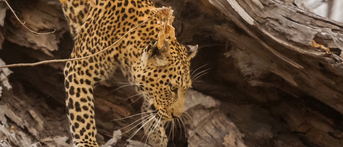 Machaba Safaris Ngoma Safari Lodge Leopard Machaba Safaris Ngoma Safari Lodge Leopard