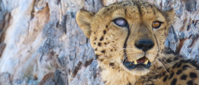Machaba Kiri Camp Wildlife Sightings July 2025 Cheetah With Blind Eye Machaba Kiri Camp Wildlife Sightings July 2025 Cheetah With Blind Eye