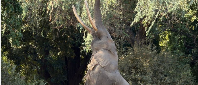 Machaba Mana River Camp Wildlife Sightings August 2026 Boswell The Elephant
