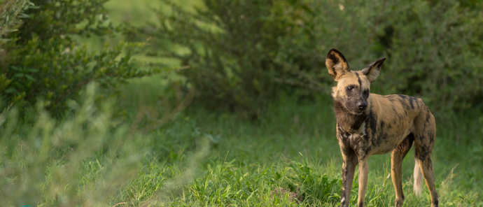 Botswana Machaba Camp Sightings September 2021 Wild Dog Botswana Machaba Camp Sightings September 2021 Wild Dog