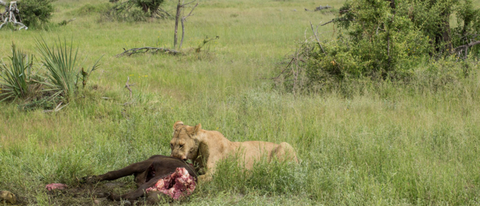 Botswana Okavango Delta Gomoti Camp Oct 2021 Wildlife Sightings Lioness Eating Botswana Okavango Delta Gomoti Camp Oct 2021 Wildlife Sightings Lioness Eating