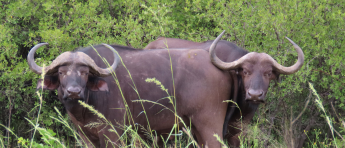 Machaba Botswana Okavango Delta Machaba Camp Buffalos Machaba Botswana Okavango Delta Machaba Camp Buffalos