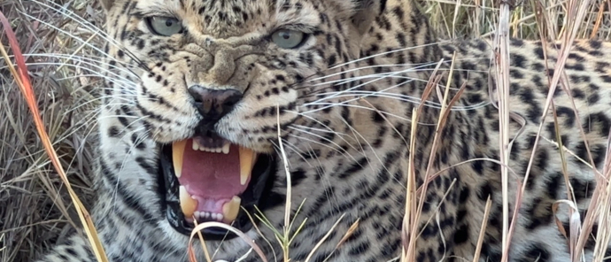 Machaba Safaris Botswana Okavango Delta Machaba Camp A Warning Leopard Machaba Safaris Botswana Okavango Delta Machaba Camp A Warning Leopard