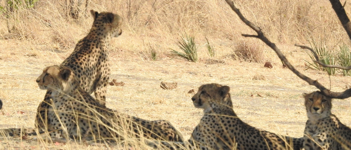 Machaba Deteema Springs Wildlife Sighting Cheetahs Machaba Deteema Springs Wildlife Sighting Cheetahs