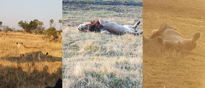 Machaba Safaris Botswana Gomoti Plains Lions Playing Machaba Safaris Botswana Gomoti Plains Lions Playing