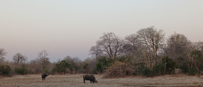 Ingwe Pan Buffalo.jpg Ingwe Pan Buffalo.jpg