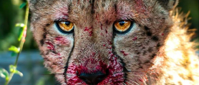 Cheetah just after feeding on a kill. Cheetah just after feeding on a kill.