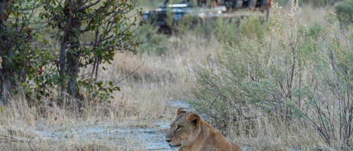 Lion sighting on game drive in the Okavango Delta