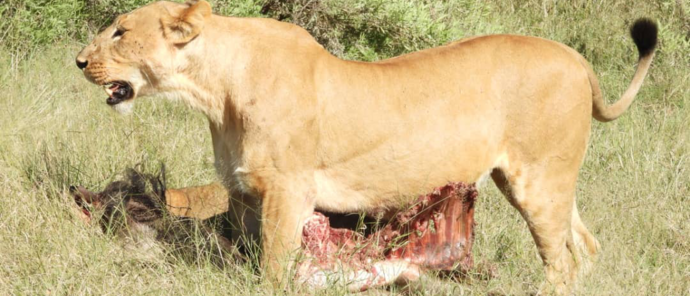 Machaba Kiri Camp Wildlife Sightings May 2026 Lioness Feeding On Impala
