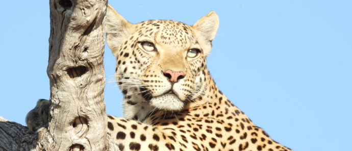 Machaba Kiri Camp Wildlife Sightings July 2026 Leopard Laying On A Tree