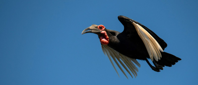 Zimbabwe Mana River Camp Birding Zimbabwe Mana River Camp Birding