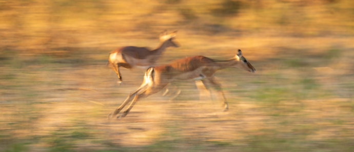 Zimbabwe Mana River Impala Zimbabwe Mana River Impala