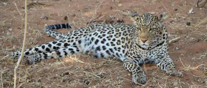 Botswana Ngoma Safari Lodge Leopard Botswana Ngoma Safari Lodge Leopard