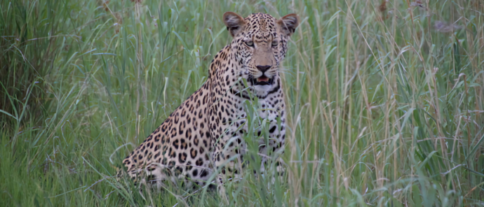 Machaba Kiri Camp Leopard