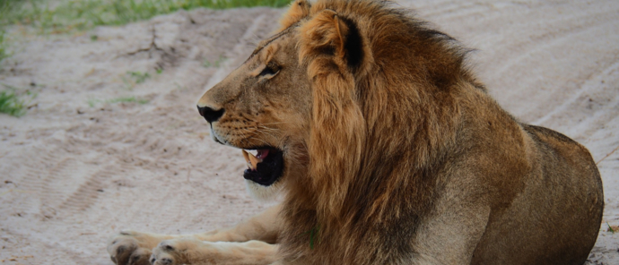 Machaba Gomoti Plains Wildlife Sightings February 2025 Adult Lion Resting On A Road Machaba Gomoti Plains Wildlife Sightings February 2025 Adult Lion Resting On A Road