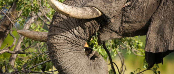 Botswana Monachira The Beauty Of Nature Elephant