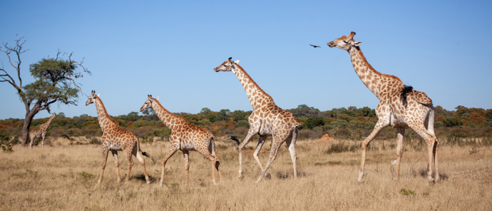Zimbabwe Verneys Camp Giraffe Zimbabwe Verneys Camp Giraffe