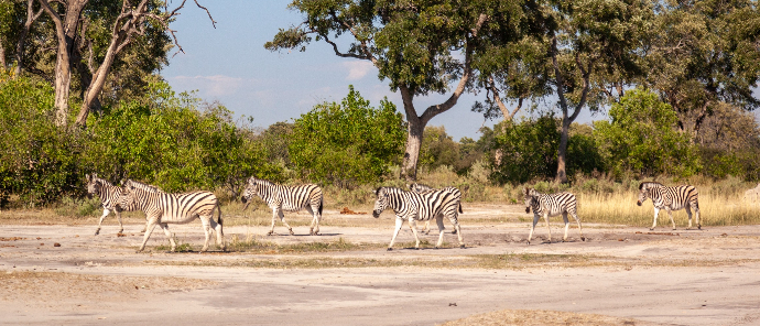 Zebras at Machaba Camp Zebras at Machaba Camp