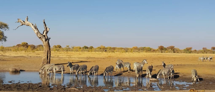 Zebra At Watering Hole.jpg Zebra At Watering Hole.jpg