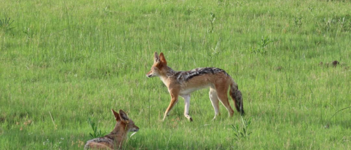 Machaba Safaris Gomot Plains Wildlife Sightings Dec 2024 Black Backed Jackal Machaba Safaris Gomot Plains Wildlife Sightings Dec 2024 Black Backed Jackal