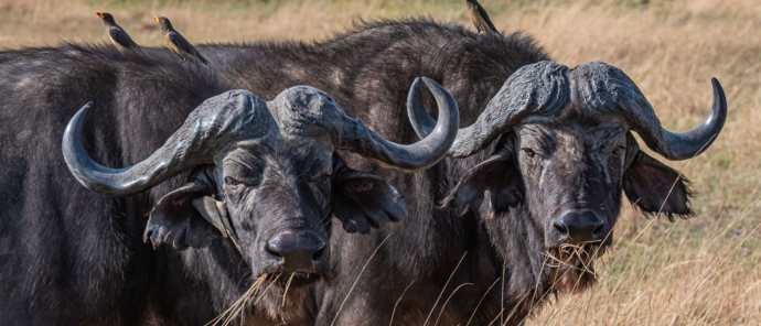 A few african buffalos grazzing in the Okavango Delta A few african buffalos grazzing in the Okavango Delta