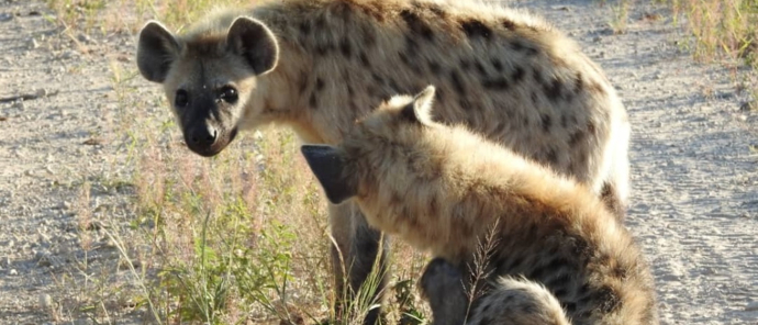 Machaba Verneys Camp Wildlife Sightings February 2025 Two Hyenas Inspecting Safari Vehicle Machaba Verneys Camp Wildlife Sightings February 2025 Two Hyenas Inspecting Safari Vehicle