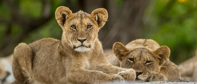 Lion cubs taking a sort break from playing around Lion cubs taking a sort break from playing around