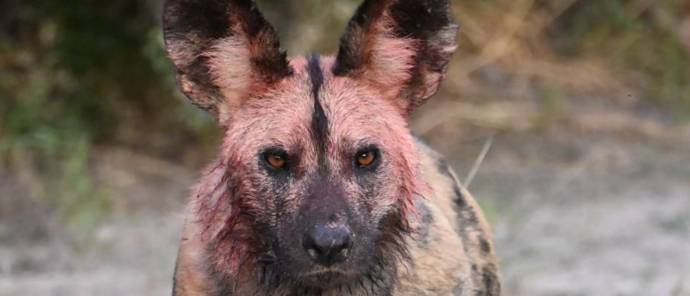 Machaba Verneys Camp Wildlife Sightings April 2025 Beautiful African Wild Dog Machaba Verneys Camp Wildlife Sightings April 2025 Beautiful African Wild Dog