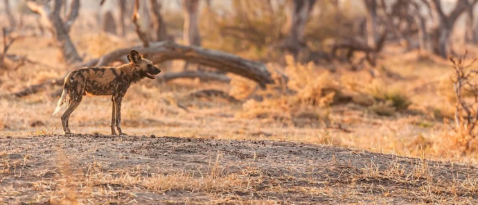 Machaba Camp Wildlife Sightings September 2025 Painted Wild Dog Machaba Camp Wildlife Sightings September 2025 Painted Wild Dog