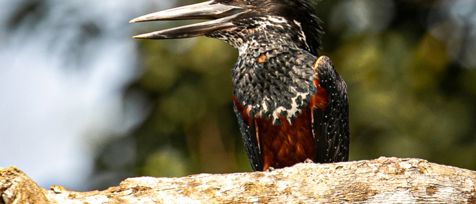 NDOGO LAGOON EXPLORATIONS GIANT KINGFISHER