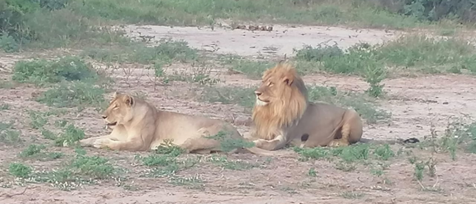 Machaba Ngoma Safari Lodge Wildlife Sightings April 2026 Lions On The Plains
