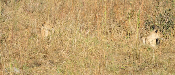 Machaba Deteema Springs Camp Wildlife Sightings June 2026 Lionesses In Tall Grass