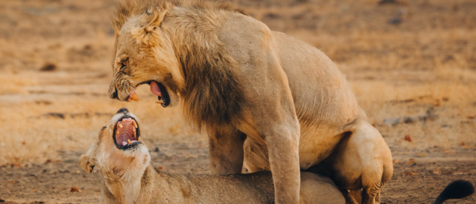 Machaba Mana River Camp Wildlife Sightings August 2026 Lion Mating Pair